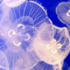 Illustration for article titled The Plan to Turn Jellyfish Into Diapers and Paper Towels